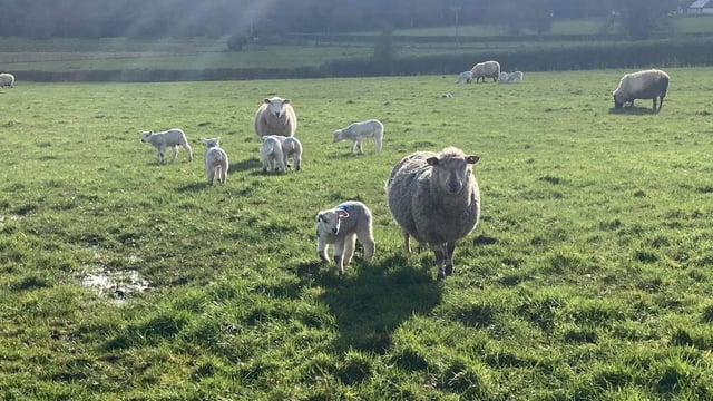 Sheep grassland management: Establishing grazing groups