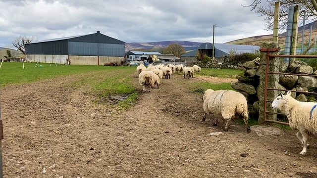 OPA virus seen more often on sheep farms
