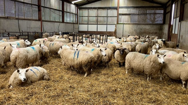 Vaccinating against clostridial diseases ahead of lambing