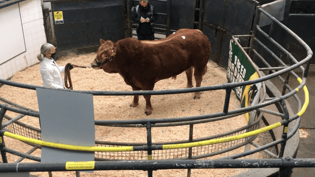 Prices peak at €6,600 - with a strong average for Limousin bulls in Athenry