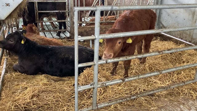 Beef producers' group in Galway seeking new members