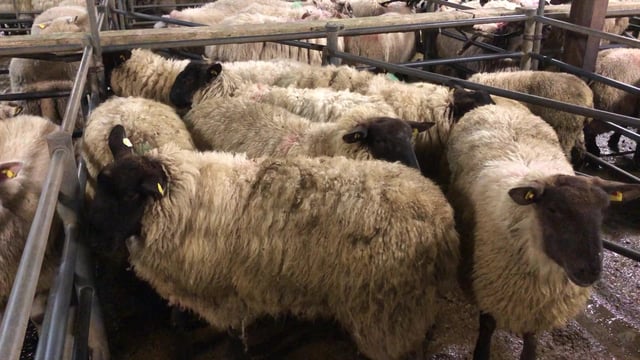 Sheep trade: Factories looking to take the heat out of the trade