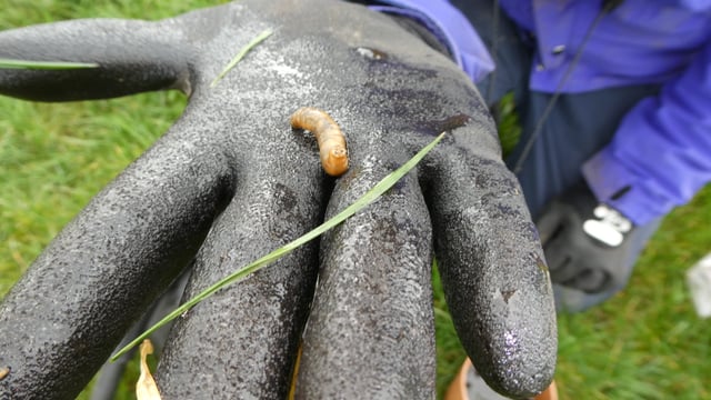 New farm-led research to investigate leatherjacket control strategies