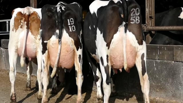 Knowthfarm dispersal sale achieves top price of €7,300
