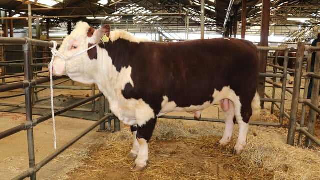Two Hereford bulls hit the €3,300 mark at Kilmallock Mart