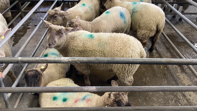 Sheep trade: Spring lamb prices drop by 30c/kg