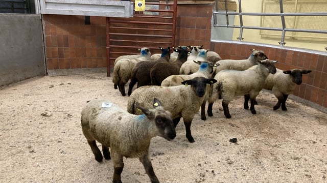 Tightening supplies of hoggets putting the spotlight on spring lambs
