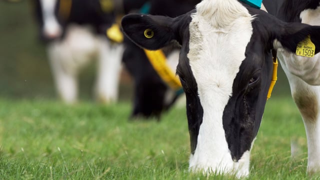 Milk price headed for 'around 45c/L' - ICMSA