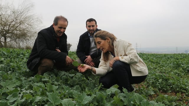 Foliar application boosts zinc content of wheat by 50% - UCO research