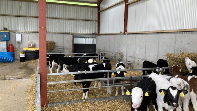 Spring Calf Series: Protecting the calf for future growth