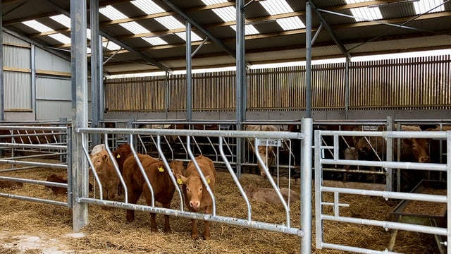 Table: Number of beef youngstock up 10% in 10 years