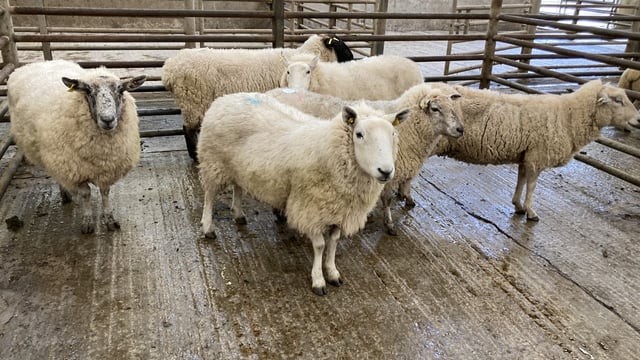 Cull ewe trade eases: Spring lamb and hoggets prices remain firm