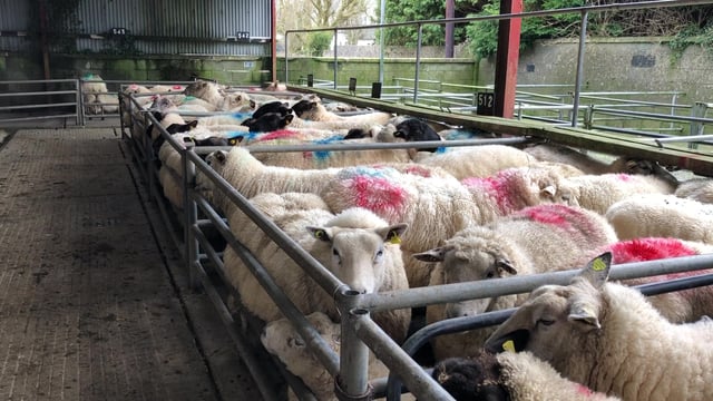 Cull ewes sell for over €200 at Athenry Mart