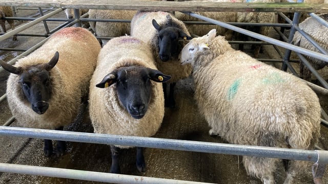 Cull ewe trade slightly easier at Waterford Ross Mart on Monday