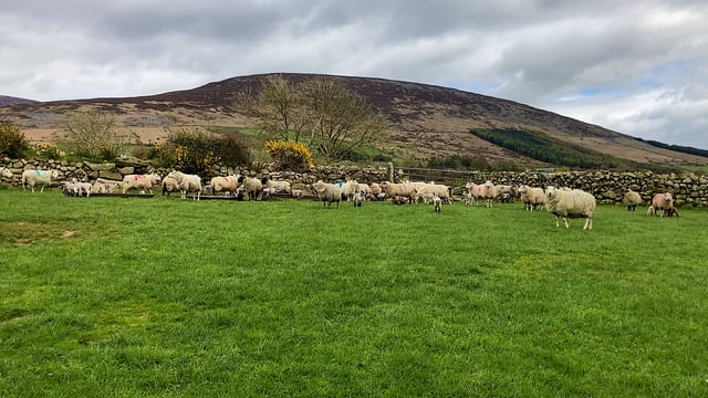 Met Éireann: Mild, breezy bank holiday with some rain