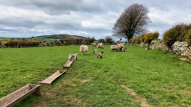 Sheep management: Dealing with scald in lambs