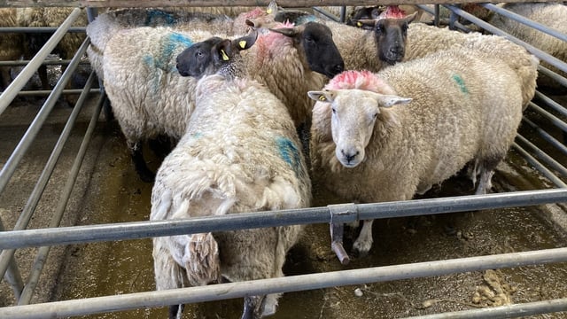 Sheep marts: Cull ewes break the €200 mark at sales