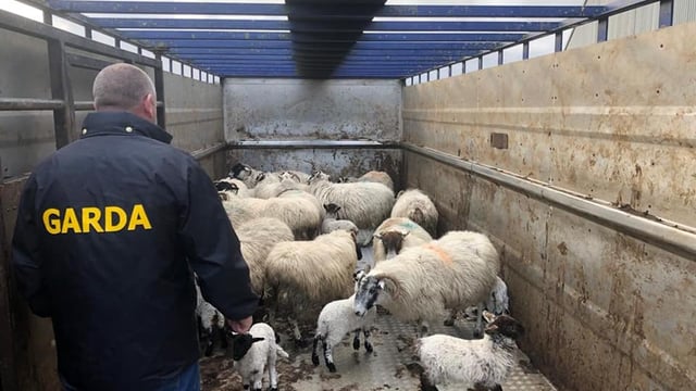 Ewes and lambs seized in Garda investigation