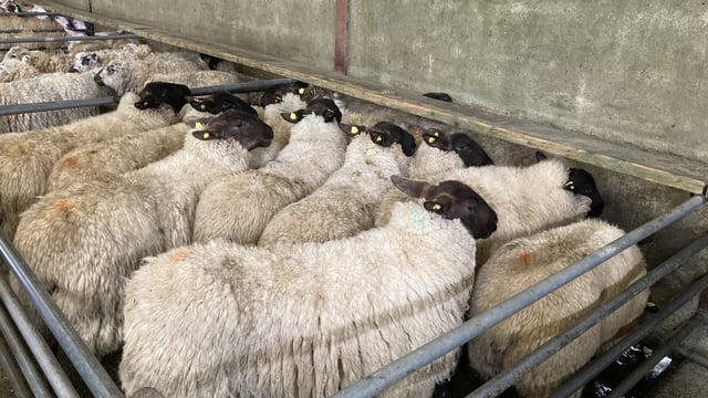 Sheep marts: All types of sheep remain a strong trade at sales
