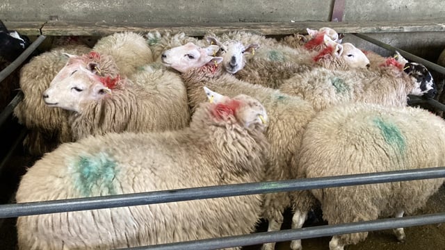 Sheep kill increases by nearly 10,000 head on the week before