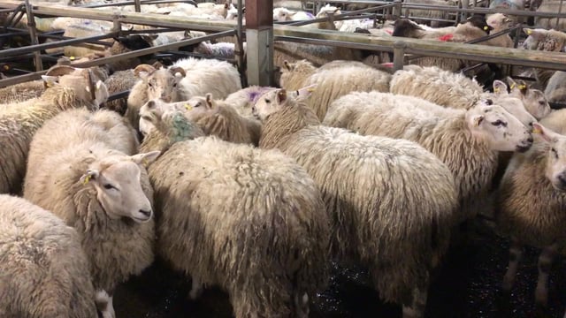 Spring lambs and hoggets breach the €180 mark at Ballybay