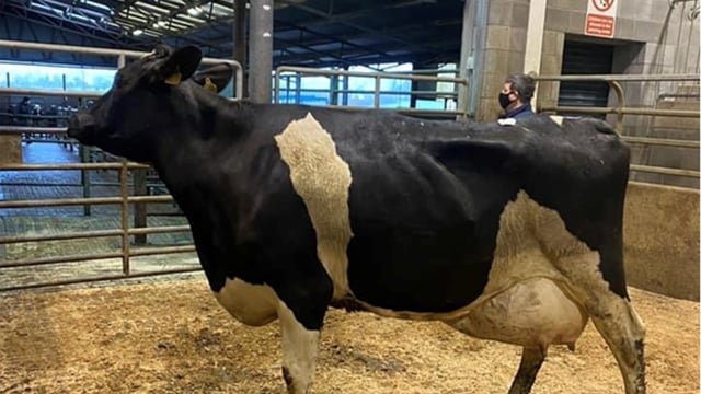 In-calf heifers in high demand at Carnew Mart