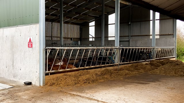 Beef kill: No surge in cattle supply expected soon