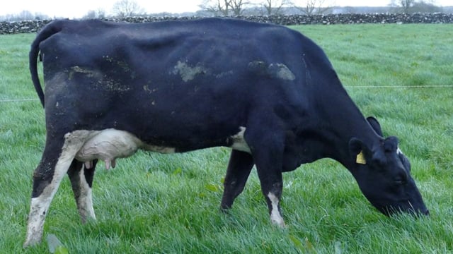 Lisfort herd dispersal sale receives a top call of 3,440gns