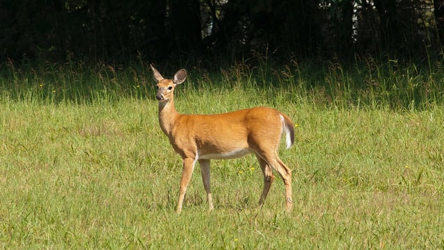 Deer hunting: Mandatory training now required for first-time applicants