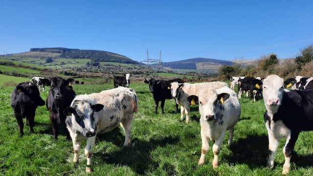 'Weather conditions resulted in variable start to grazing season' - Green Acres farmer