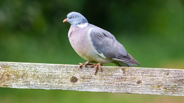 Wild bird shooting derogation approved until next May