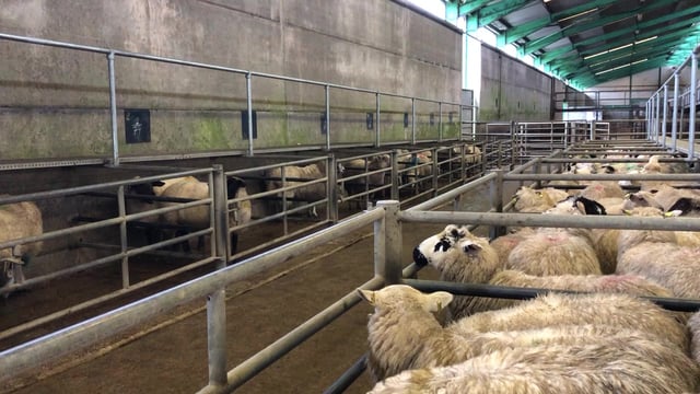 Liveweight lamb prices ease in Great Britain