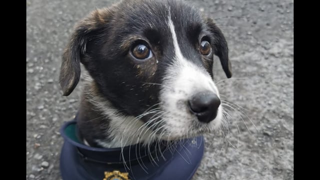 Pup recovered and man charged following theft of litter