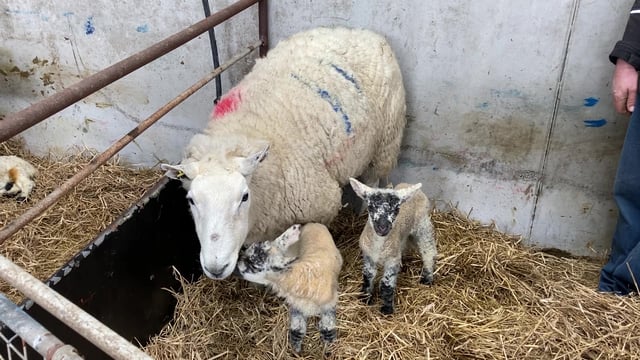 Ensuring lambs receive adequate colostrum