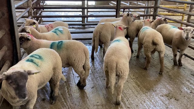 Sheep trade: Factories pull prices for both spring lambs and hoggets