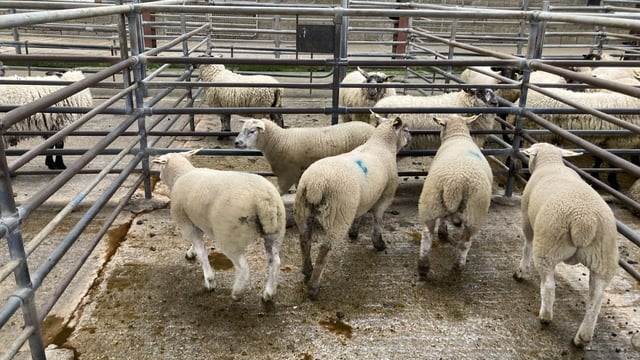 Spring lamb supplies increasing in Northern Ireland