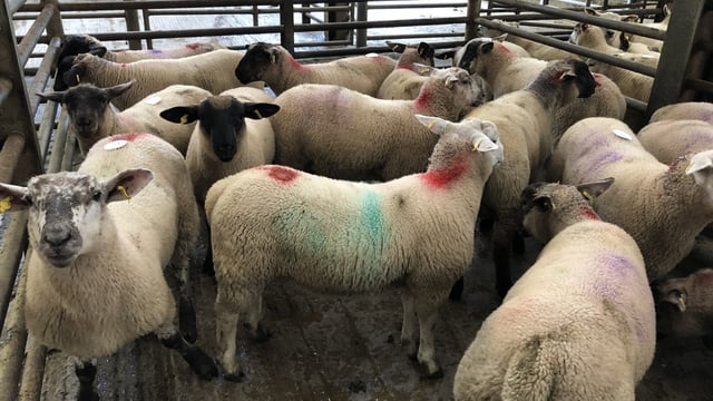 Sheep trade: Spring lamb base prices move up 5-10c/kg