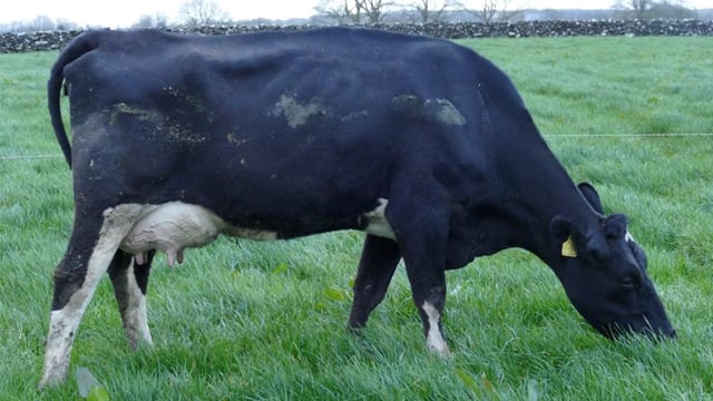 Carnaross dairy sale: Prices hold firm despite uncertainty