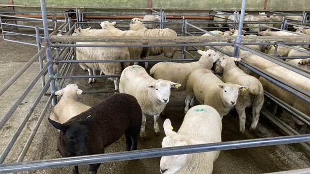 Sheep trade: Spring lamb and hogget prices drive on