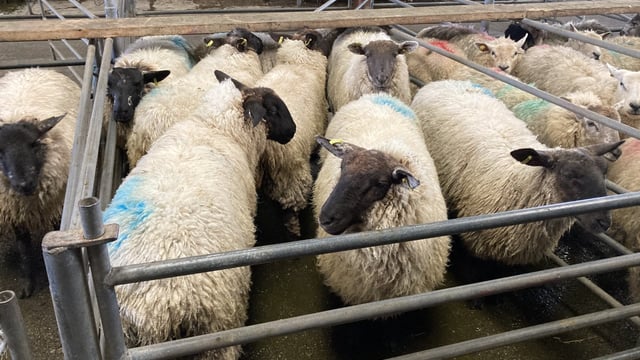 Sheep kill: Supply of lambs and hoggets behind by over 18,000