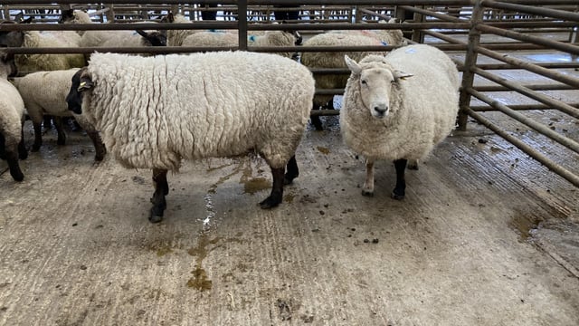 Cull ewe trade continues to shine with prices hitting €225 at marts