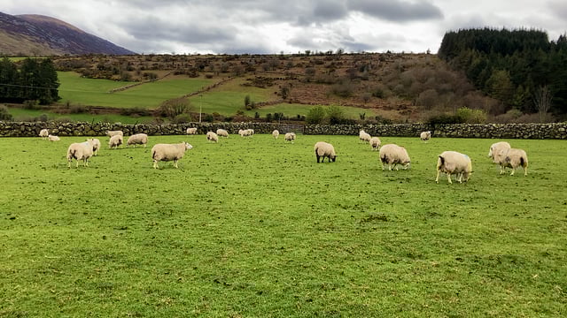 Lambing season on the farm of Padraig Joyce Co. Carlow
