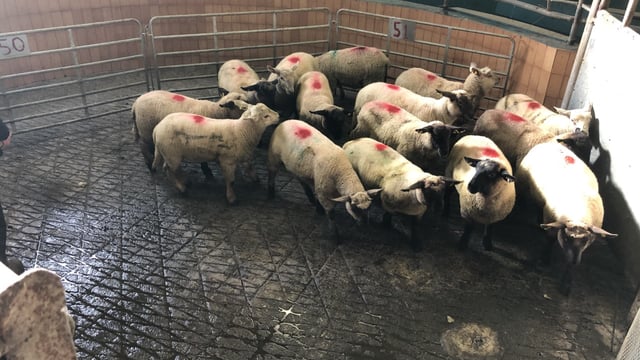 Sheep trade: Slide in prices comes to a halt as factories change their tune