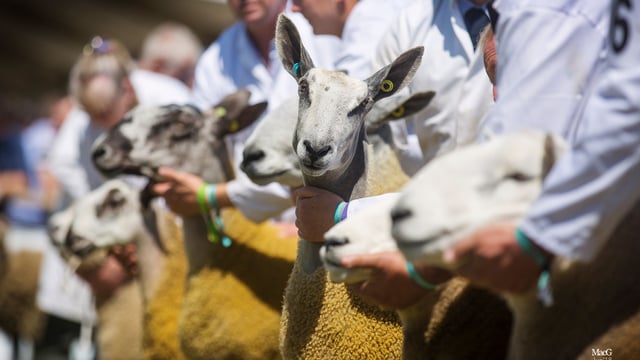 Royal Highland Showcase reveals livestock entry figures for 2021 show