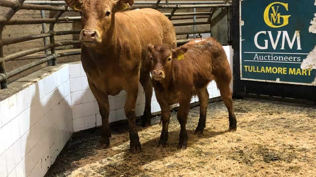 Pics and prices: Suckler pairings reach €2,400 in Tullamore Mart
