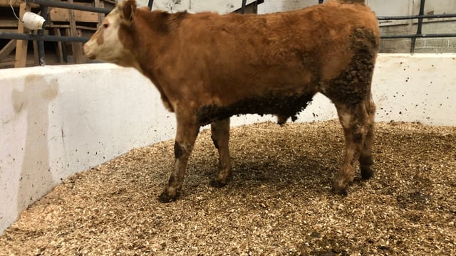 Claim that beef trade will be severely disrupted if input crisis not tackled