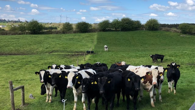 Virtual farm walk on calf-to-beef farm this week