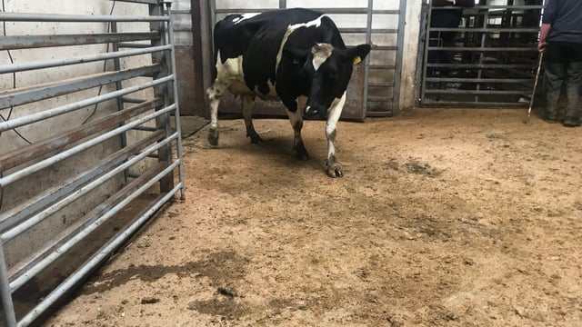 Pics and prices: Carnew Mart dairy sale brings top price of €1,440