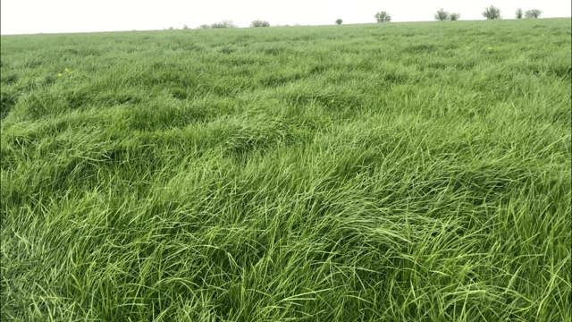 Growth Watch: Keep silage quality in mind when making next grazing decision
