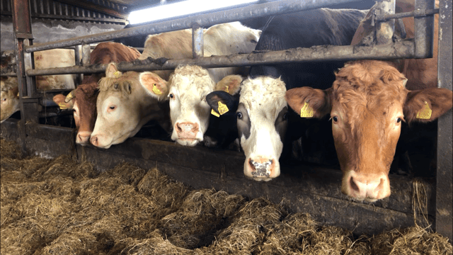 Macra wants €200/head for beef finishers amid farm incomes concern